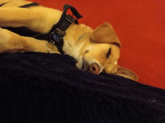 Rhodesian Ridgeback-Beitrag-Bild