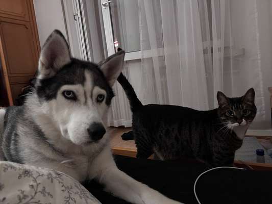 Darf der Hund bei Euch im Bett schlafen?-Beitrag-Bild