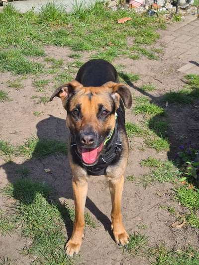 Welpen Bilder !-Beitrag-Bild