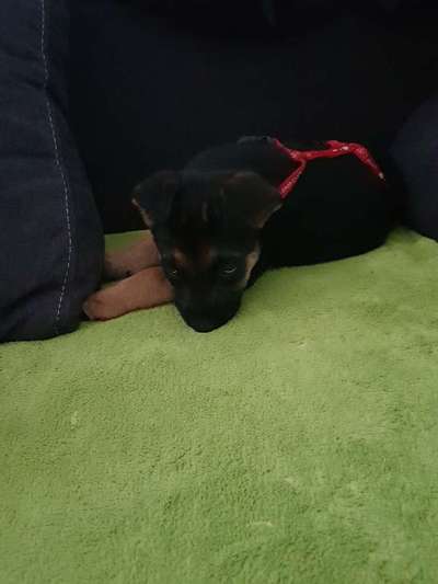 Welpen Bilder !-Beitrag-Bild