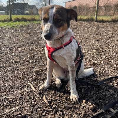 Hundetreffen-Spielrunde in Oelde :)-Bild