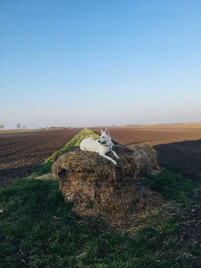 Weißer Schweizer Schäferhund-Beitrag-Bild