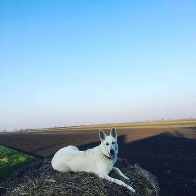 Seltene Rassen!-Beitrag-Bild