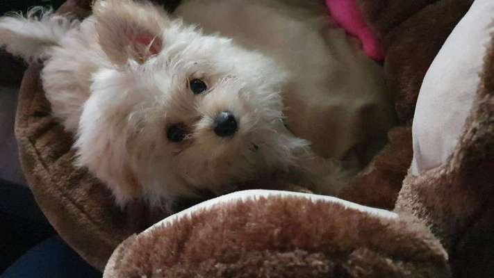 Hochwertiges / Bedarfsgerechtes Nassfutter (ohne Barfen), welches nur?-Beitrag-Bild