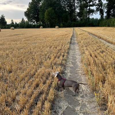 Hundetreffen-Dackel-Bild