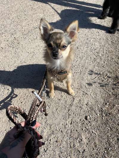 Wo sind die Chihuahua Besitzer ?-Beitrag-Bild