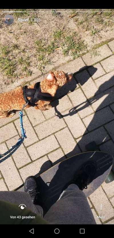 Hobby's mit Hund-Beitrag-Bild