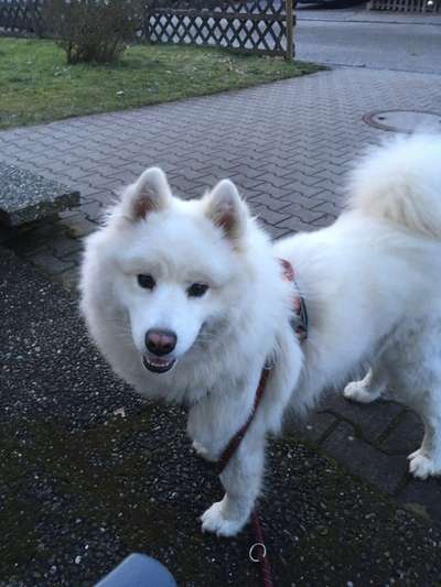 Samojede-Beitrag-Bild