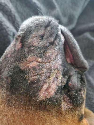 Wunde Stellen am Maul-Beitrag-Bild