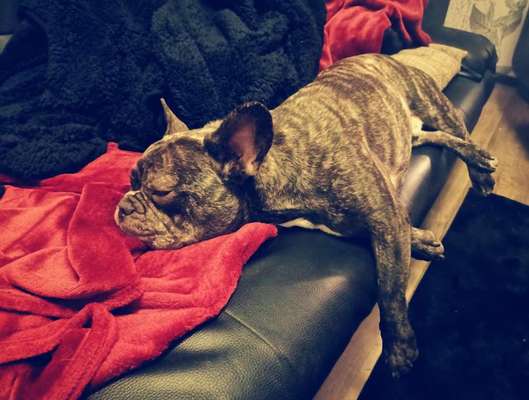 Französische Bulldoggen-Beitrag-Bild