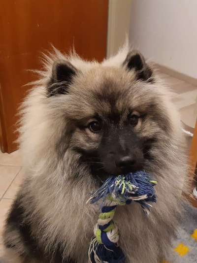 Wie heißt dein Hund?-Beitrag-Bild