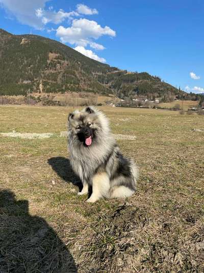 Seltene Rassen!-Beitrag-Bild