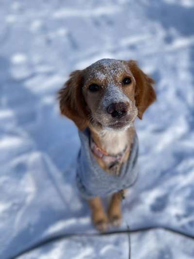 Hundetreffen-Welpentreff oder Spielstunde-Bild