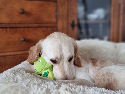 Wo sind die Golden Retriever Liebhaber?-Beitrag-Bild