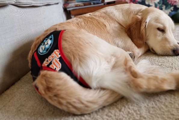 Wo sind die Golden Retriever Liebhaber?-Beitrag-Bild