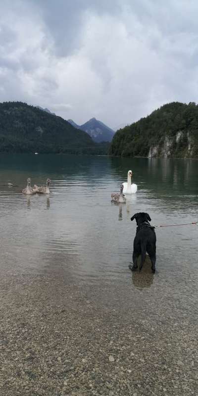 Hundetreffen-Welpen-/ Junghundetreffen-Bild