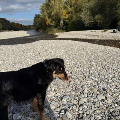 Hundetreffen-Isarspaziergang mit Vierbeiner-Bild