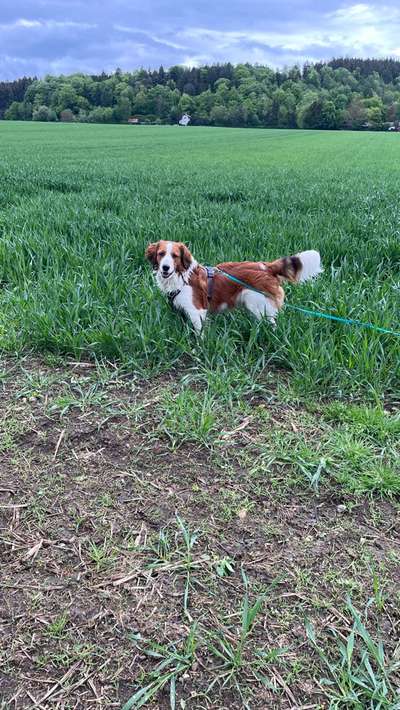 Kooikerhondje-Beitrag-Bild