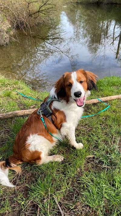 Kooikerhondje-Beitrag-Bild