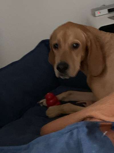 Englisch Pointer Mischlinge 🐶🐾-Beitrag-Bild