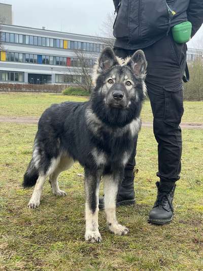 Hundetreffen-Social Walk/neutrales Beisammensein in Ottensen-Bild