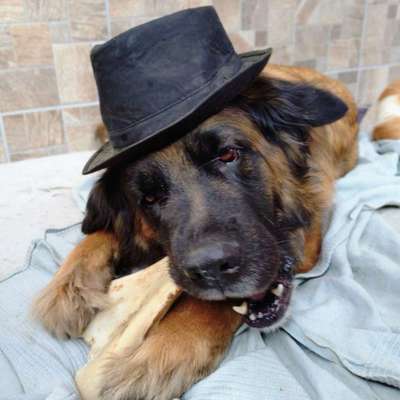 Leonberger-Beitrag-Bild