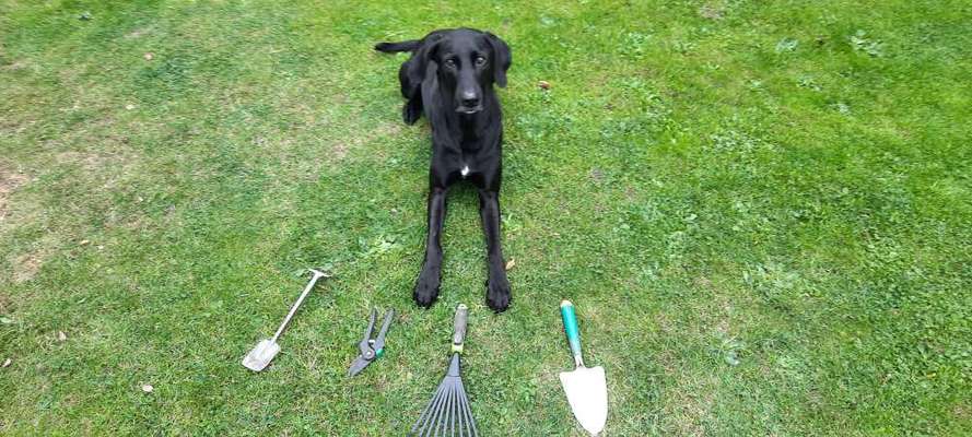 Bracke und Bracke-Mix nicht jagdlich geführt-Beitrag-Bild