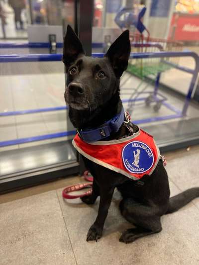 Assistenzhund-Beitrag-Bild