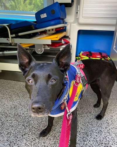 Assistenzhund-Beitrag-Bild