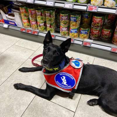 Assistenzhund-Beitrag-Bild