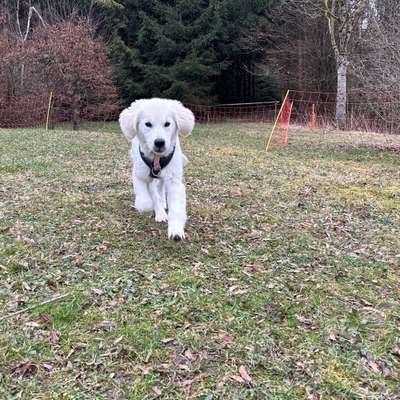 Hundetreffen-Toben u spazieren