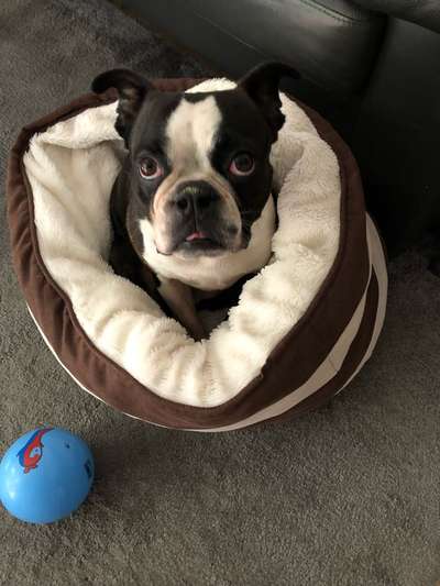 Wo sind hier die Boston Terrier?-Beitrag-Bild