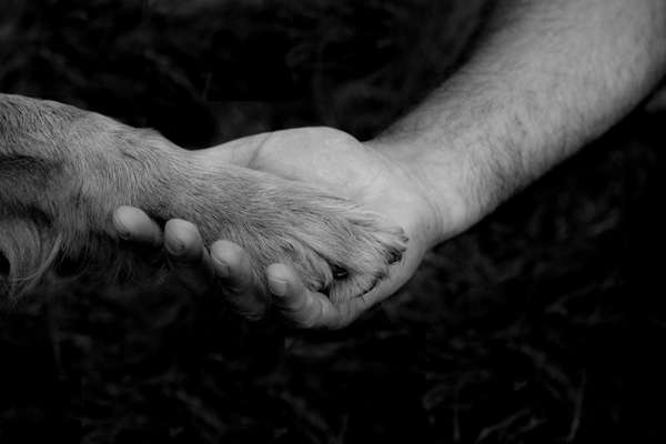 Hundmenschfotos-Beitrag-Bild