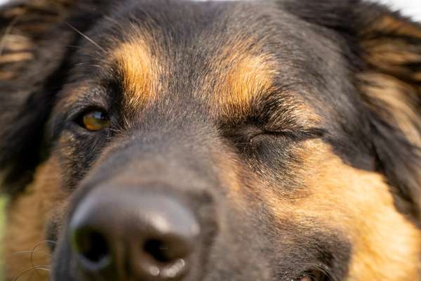 Die Dogorama Kalender Challenge Titelbild-Beitrag-Bild