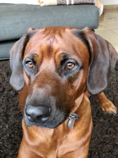 Rhodesian Ridgeback-Beitrag-Bild