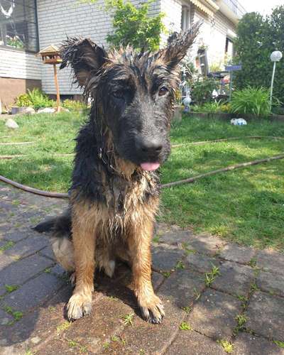 Hier ist der Spaßthread. Zum Schmunzeln und Kaputtlachen-Beitrag-Bild