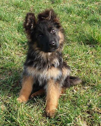 Welpen Bilder !-Beitrag-Bild