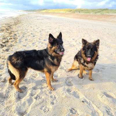 Die Dogorama Kalender Challenge 4/4-Beitrag-Bild