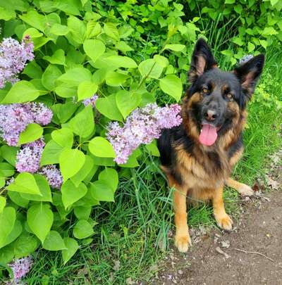 Lieblingsbild von euren Hunden?-Beitrag-Bild