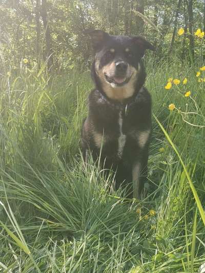 Hundetreffen-Gemeinsame Gassi - Runde an der Ulmbachtalsperre Greifenstein-Bild