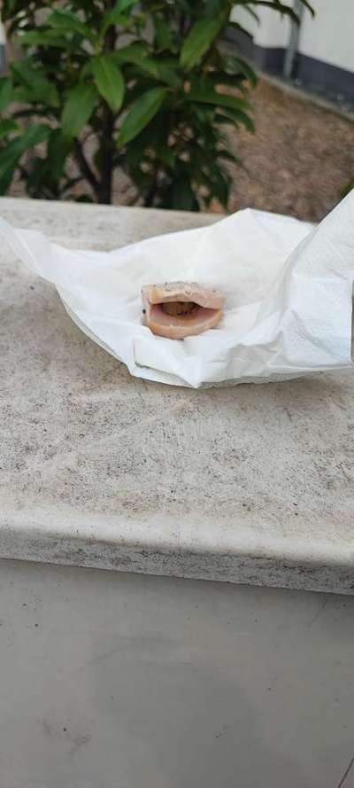 Giftköder-Fleischwurst mit brauner Tablette drin !-Bild