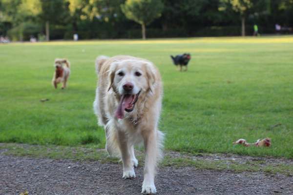 Hovawart-Beitrag-Bild