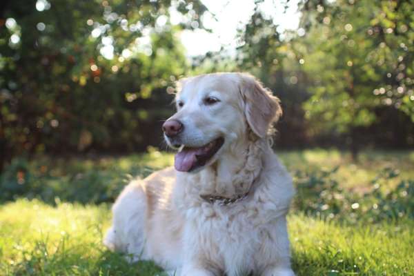 Hovawart-Beitrag-Bild