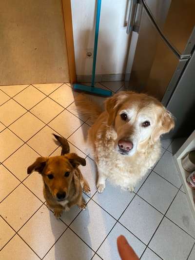 Mehrhundhaltung-Beitrag-Bild