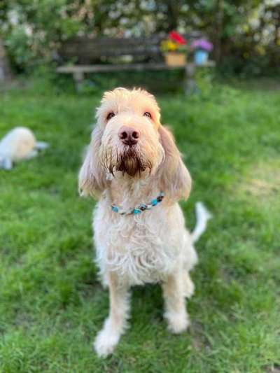 CHALLENGE NR. 19 - Der Hundeblick-Beitrag-Bild