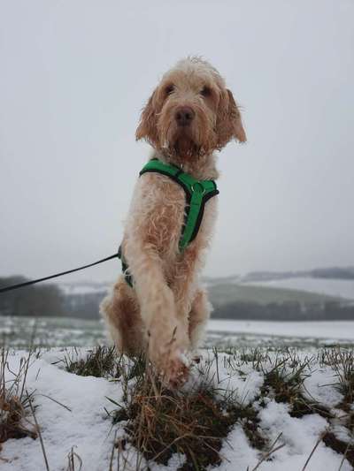 Seltene Rassen!-Beitrag-Bild