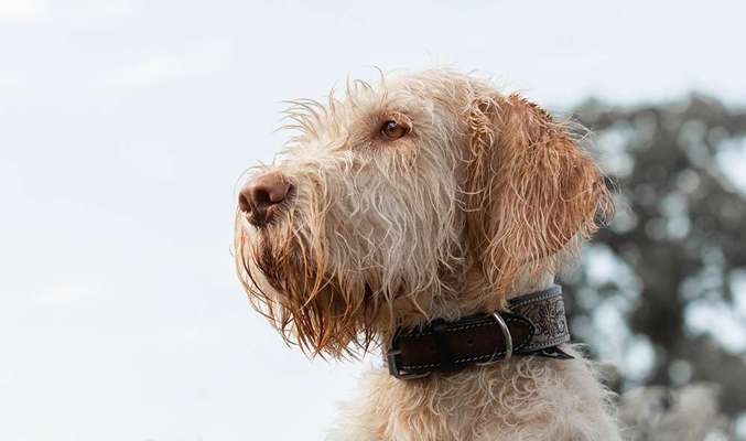 Hunderunde-Beitrag-Bild