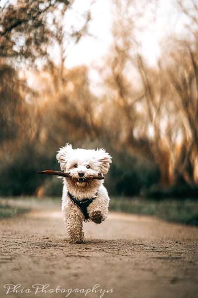 Foto's und Hundemodels-Beitrag-Bild