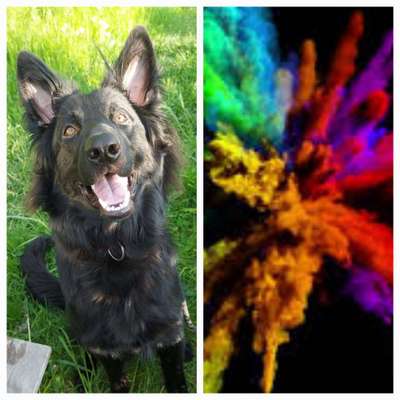 Deutsche Schäferhunde, Belgische Schäferhunde.-Beitrag-Bild