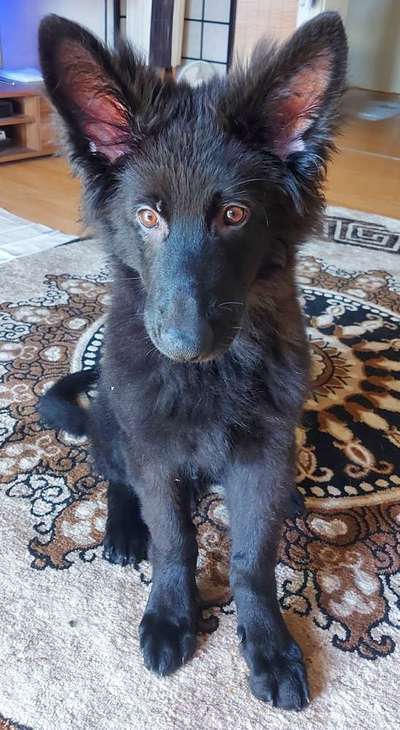 Schäferhundetreff PLZ-Beitrag-Bild